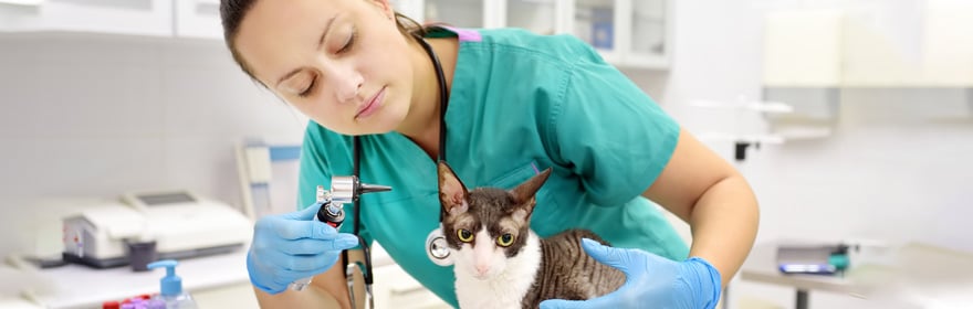 steps-to-take-veterinary-technician-careers